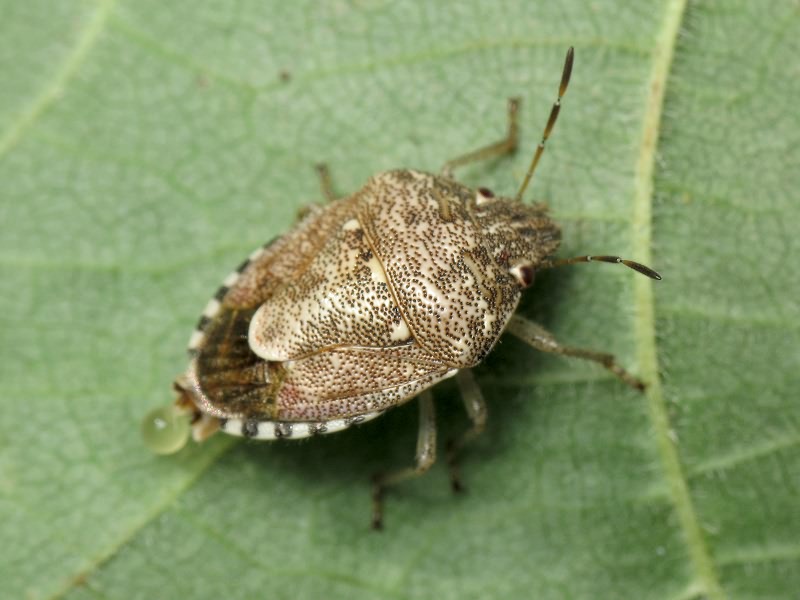 Staria lunata (Hahn, 1835)